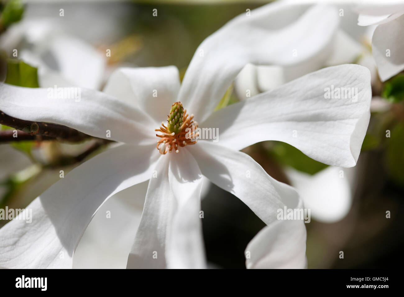 the stunning magnolia stellata 'merrill' an early Spring beauty Jane Ann Butler Photography JABP1606 Stock Photo