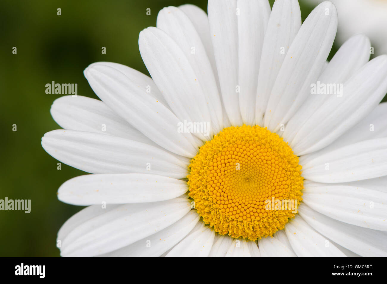 Close-up detail of a beautiful, showy, flower head belonging to an ox-eye daisy or marguerite, (Leucanthemum vulgare) - England. Stock Photo