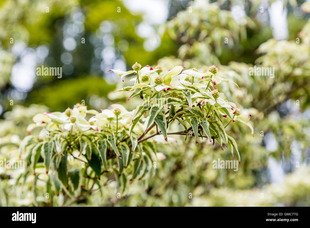 Green Blooms on Kousa Dogwood in Forest Stock Photo
