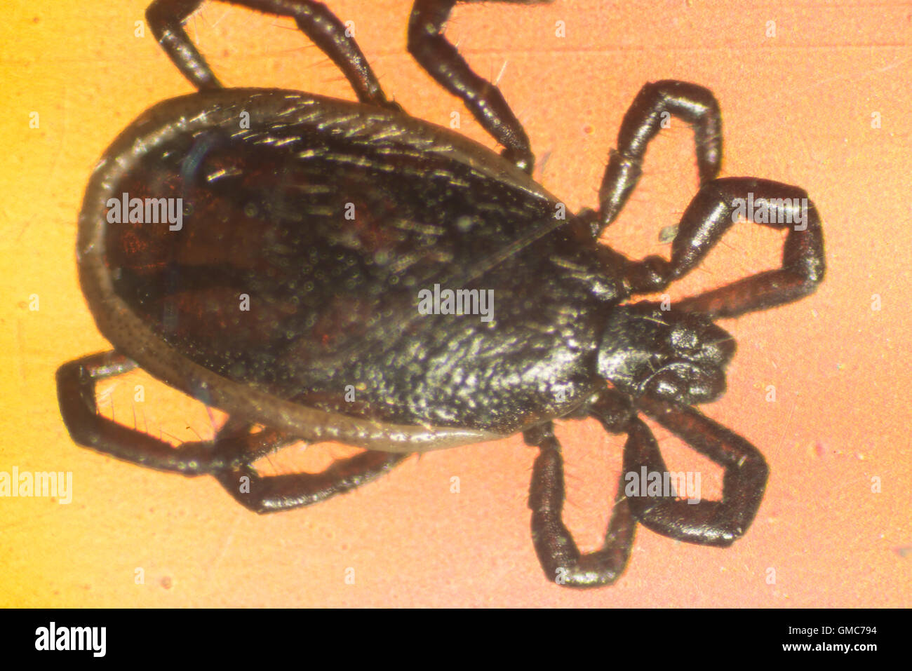 External parasites hi-res stock photography and images - Alamy