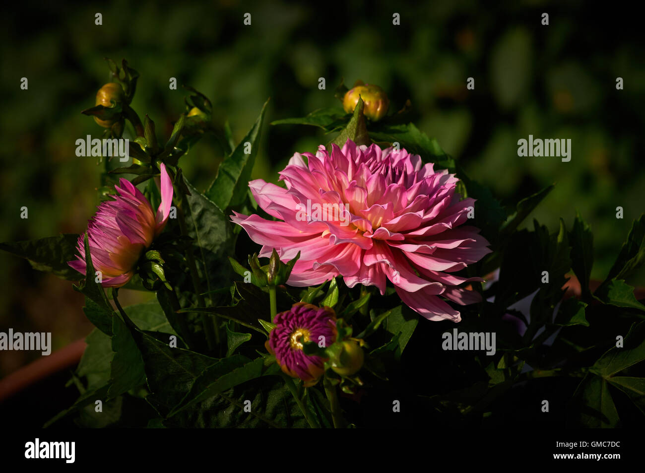 Photographing Flowers High Resolution Stock Photography and Images - Alamy