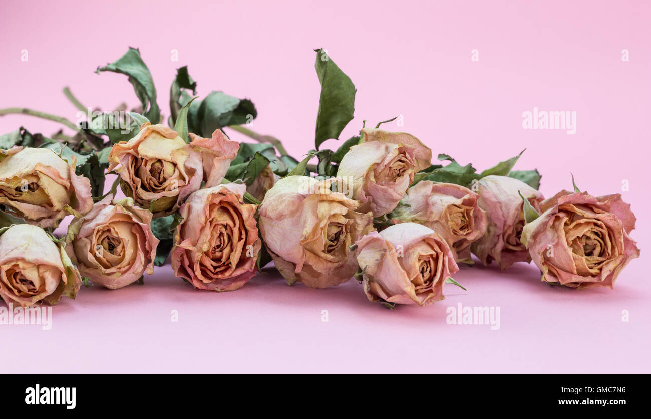 Background with dried pink roses on pink surface Stock Photo - Alamy