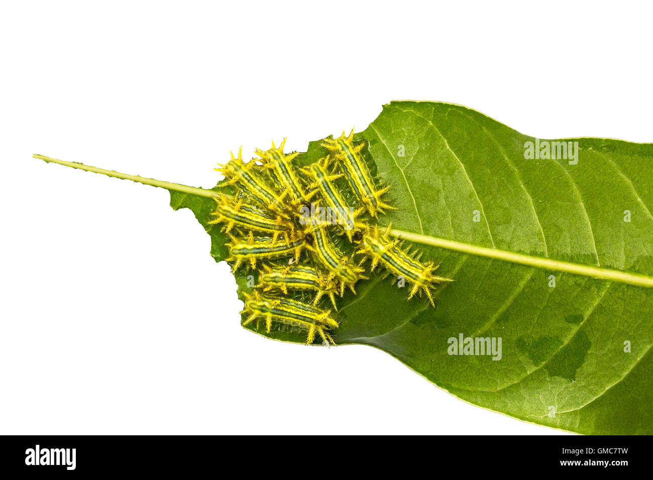 Group of hairy caterpillar is going to eat fresh and green mango leave  Stock Photo - Alamy