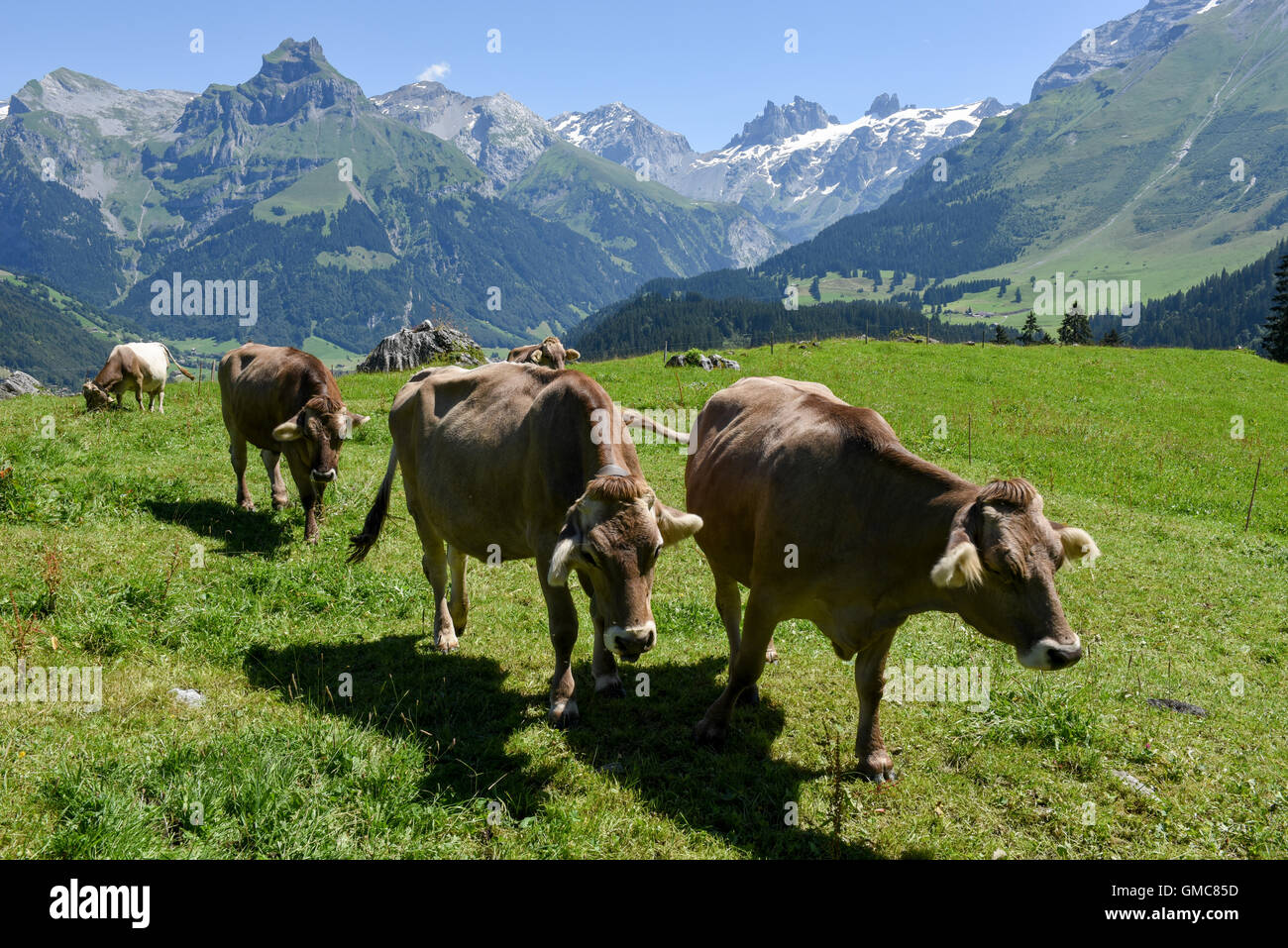 Engelberg, Switzerland - 8 august 2016: Brown cows in the alpine meadow ...