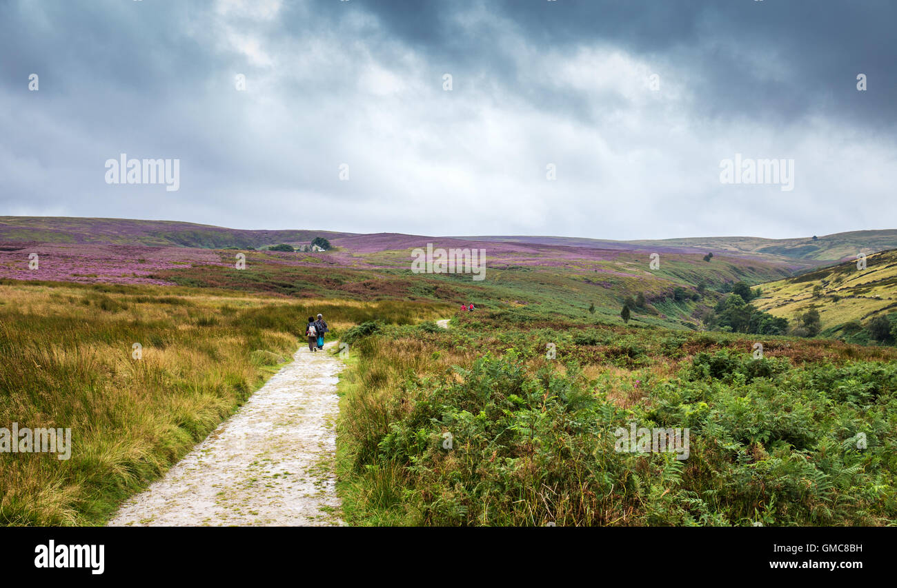 Moorland landscape with fern and heather, Stock Photo