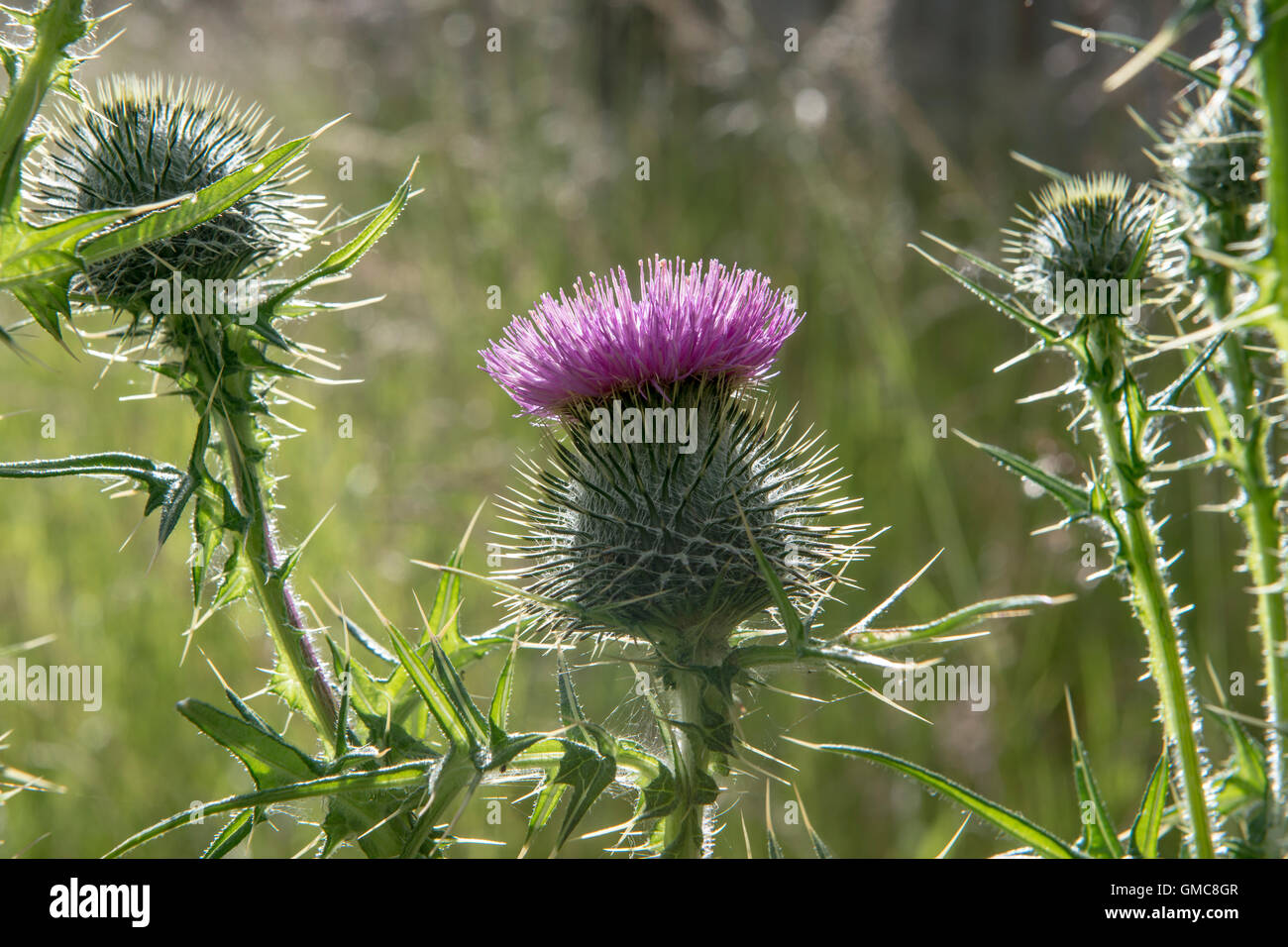 Cirsium vulgare - Other names are Scots Thistle, Scottish Thistle, Spear Thistle, Bull thistle, or Common Thistle. Stock Photo