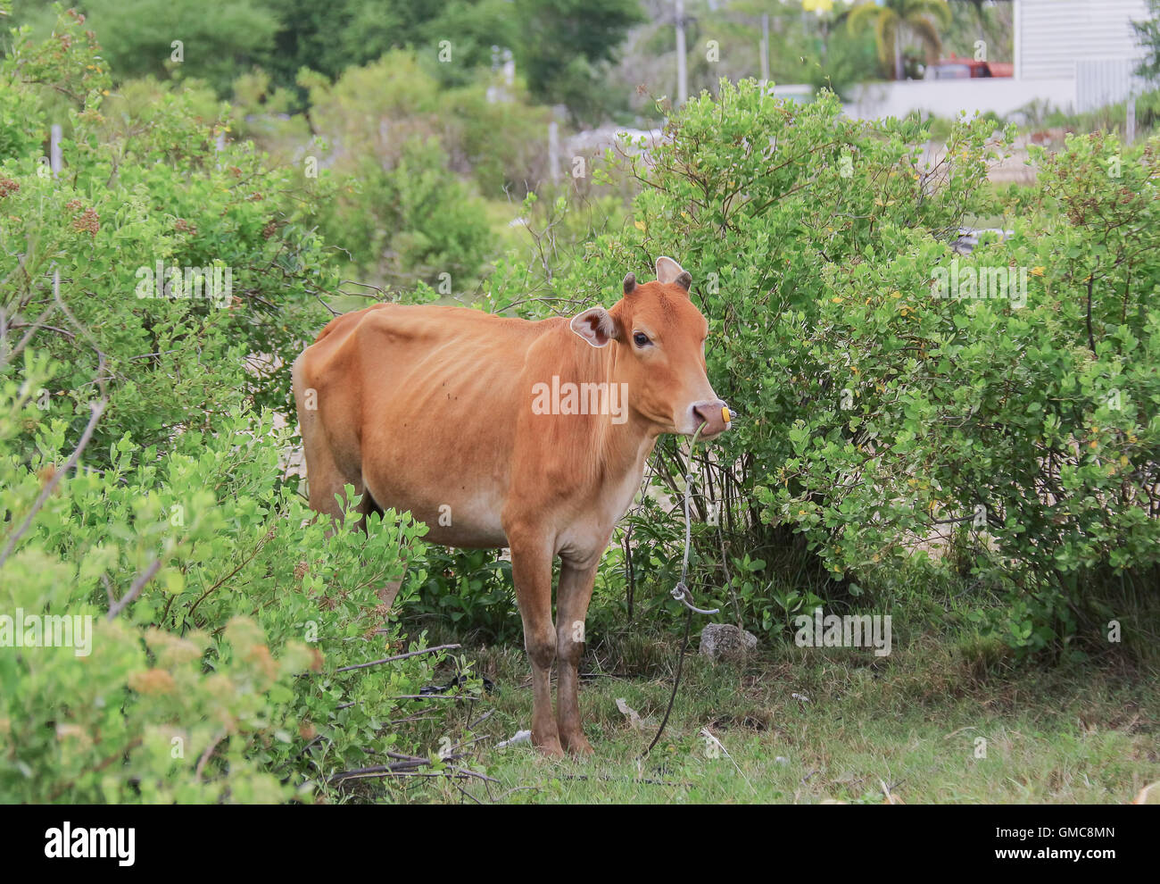 Asian cow milking animals to use. Stock Photo