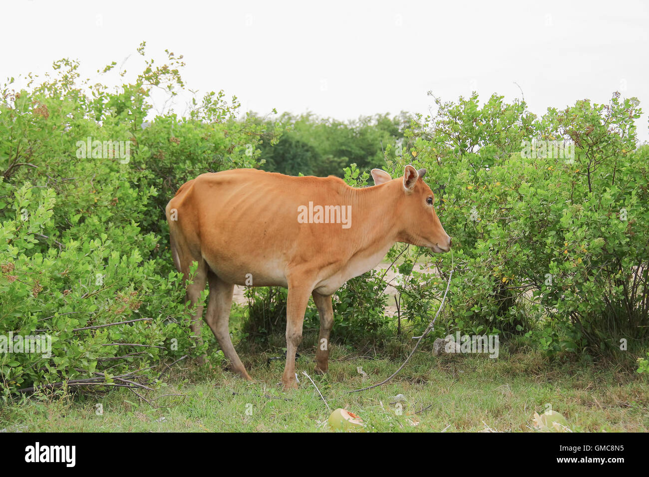 Asian cow milking animals to use. Stock Photo