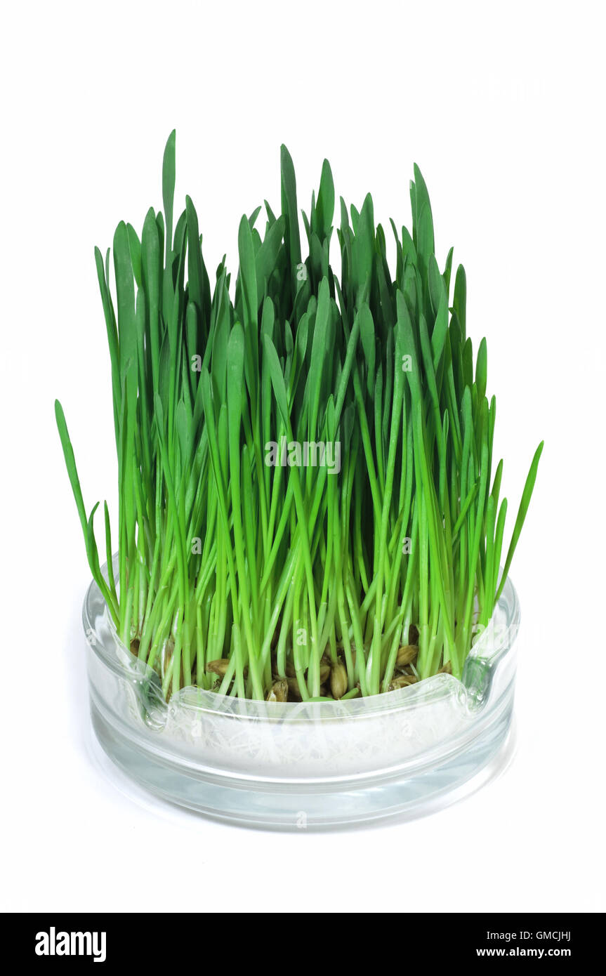 Green grass growing in the ashtray Stock Photo