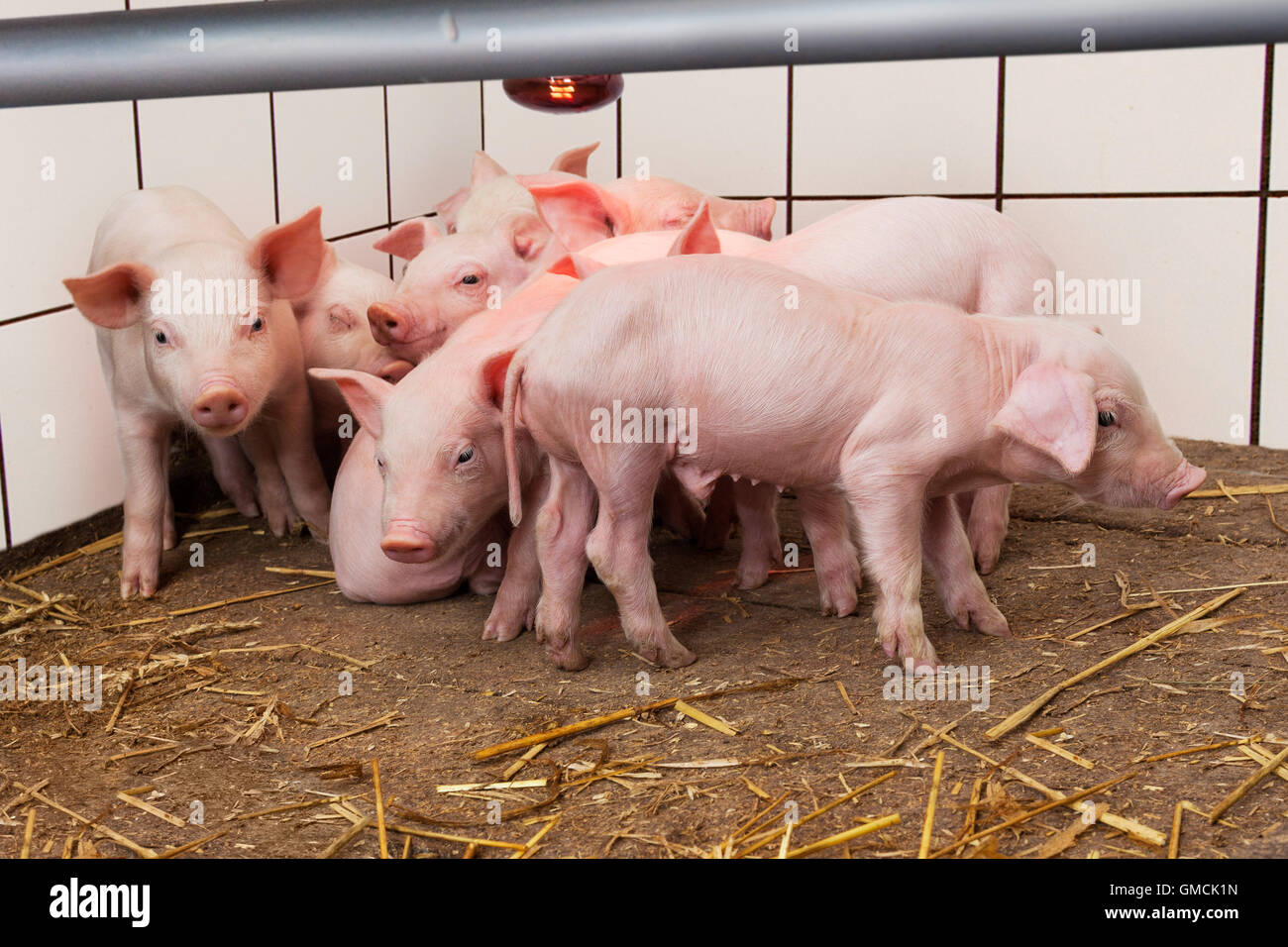 Young piglets Stock Photo
