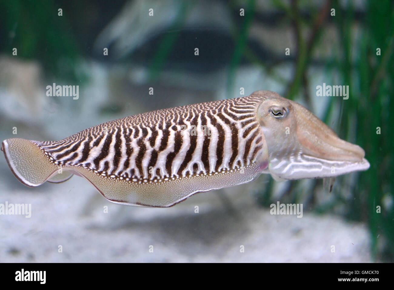 cuttlefish Stock Photo