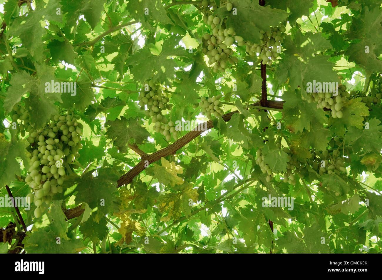 Bunch of grapes on the vine. Stock Photo