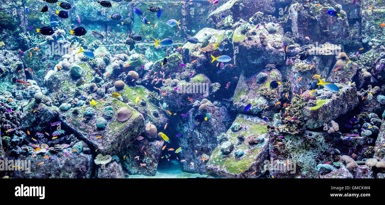 Aquarium tropical fish on a coral reef Stock Photo - Alamy