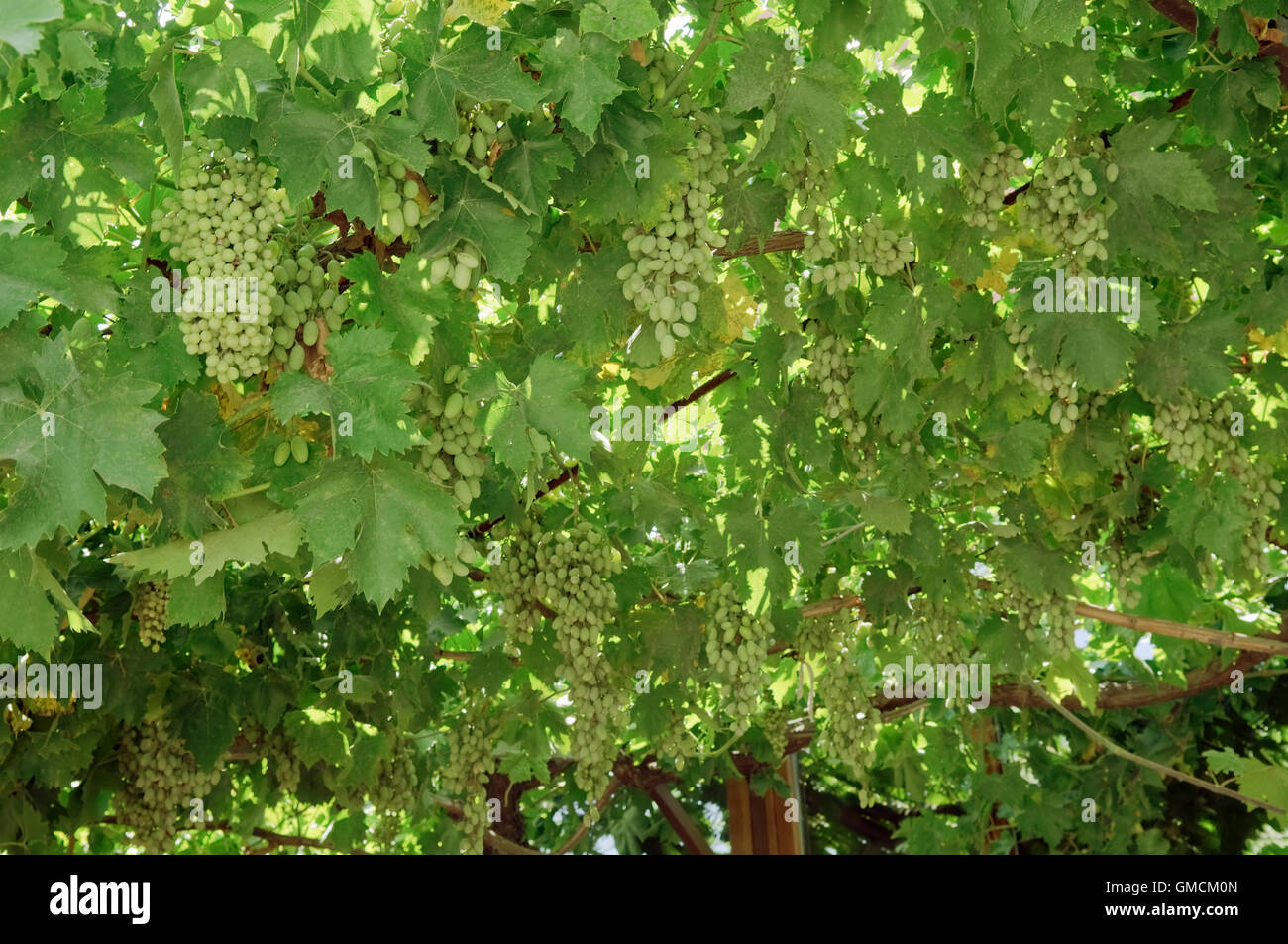 Bunch of grapes on the vine. Stock Photo