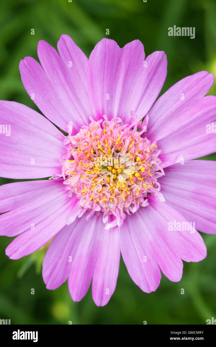 Cosmos Bipinnatus 'Pink popsocks' flower Stock Photo