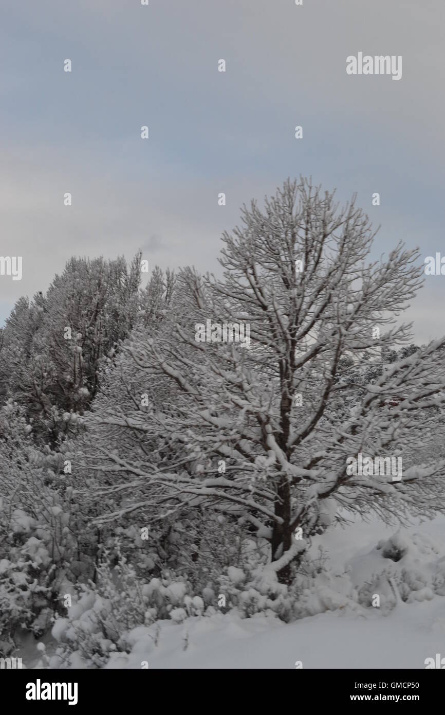 Winter, trees, snow, white winter Stock Photo