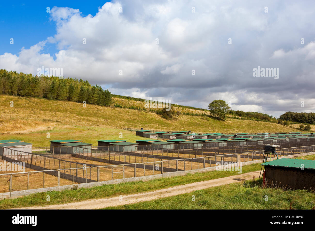 Game bird rearing pens in rural countryside under a blue cloudy sky in summer on the Yorkshire wolds. Stock Photo