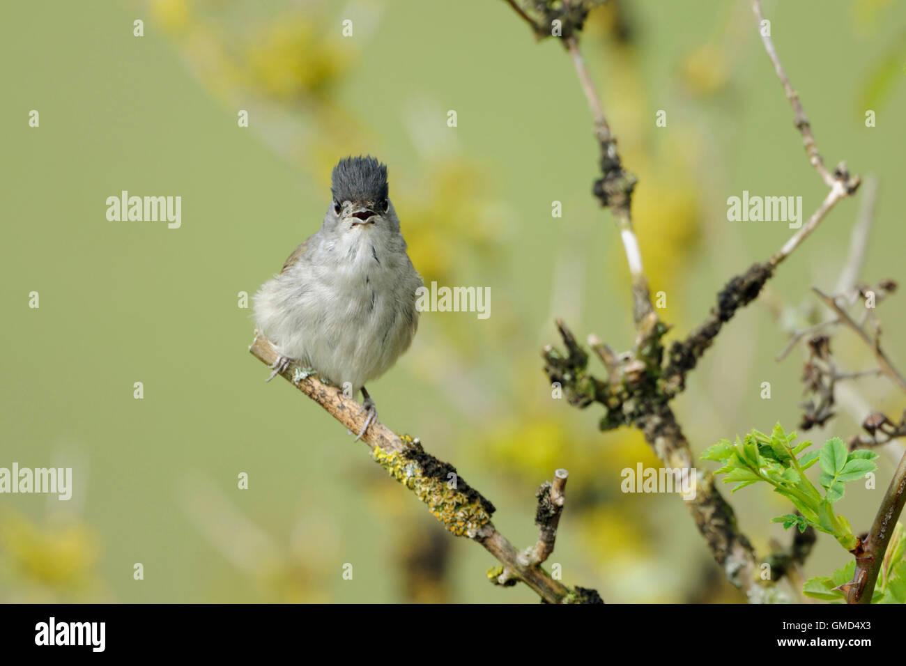 Blackcap / Moenchsgrasmuecke ( Sylvia atricapilla ), male bird, in elder bush, singing its courtship song, funny 'hairstyle'. Stock Photo