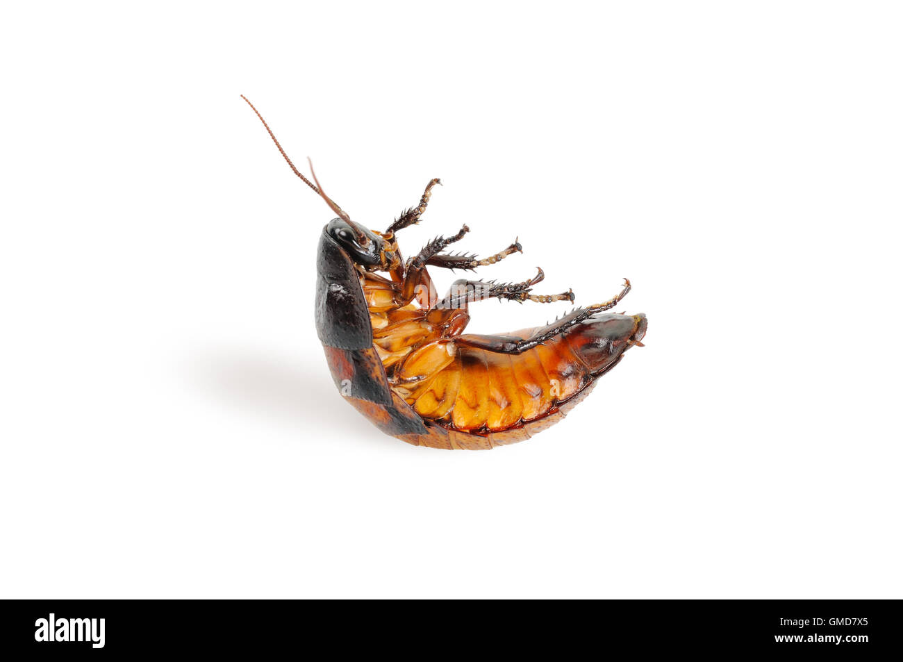 Madagascar cockroach, lying on his back Stock Photo
