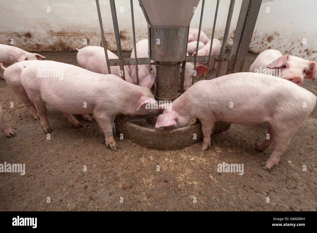 Pig farm Stock Photo