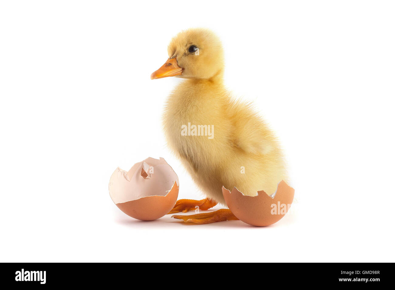 Duck egg hatching hires stock photography and images Alamy