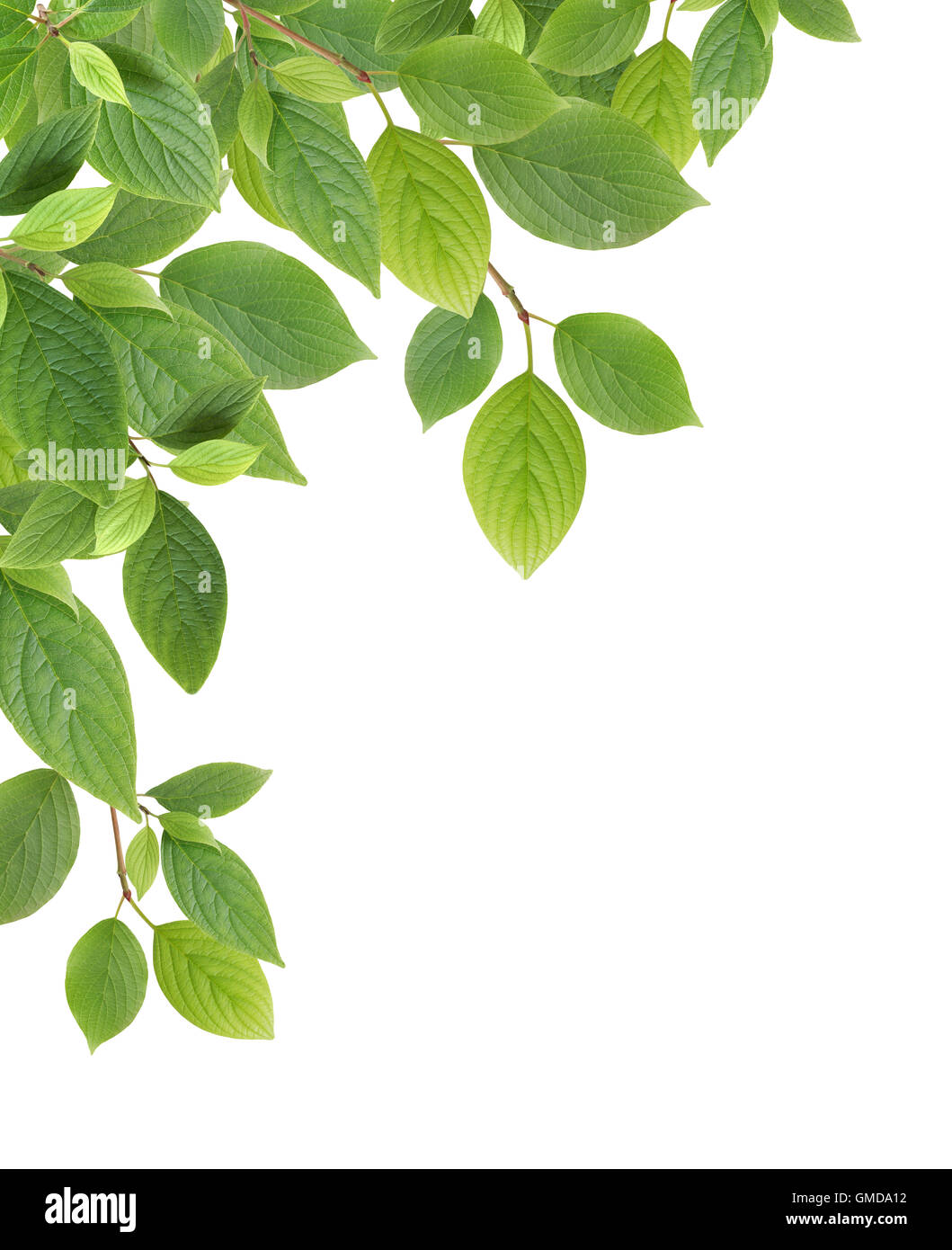 Green Leaves Border Stock Photo - Alamy