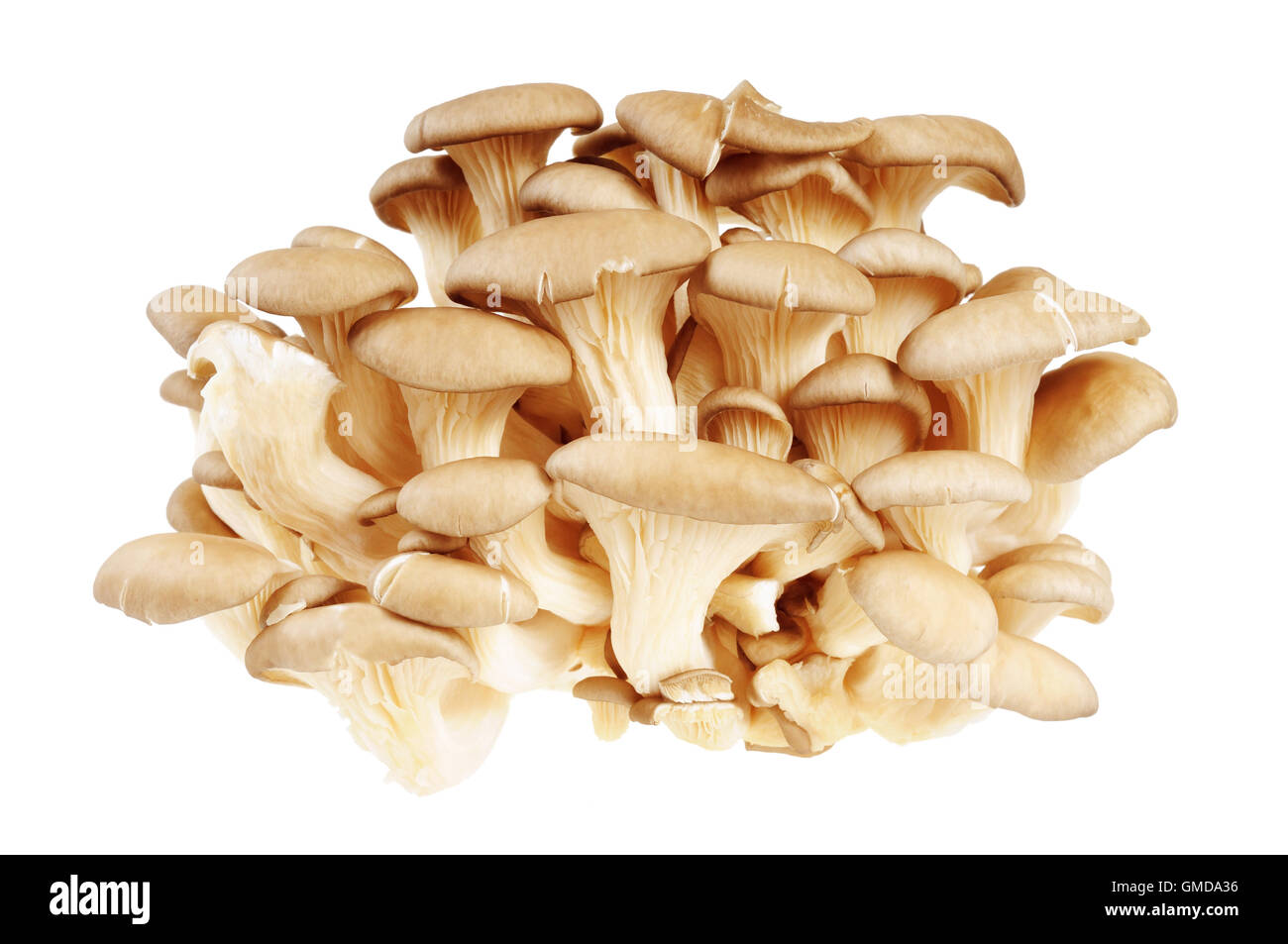 Bunch of mushrooms - Oyster Stock Photo