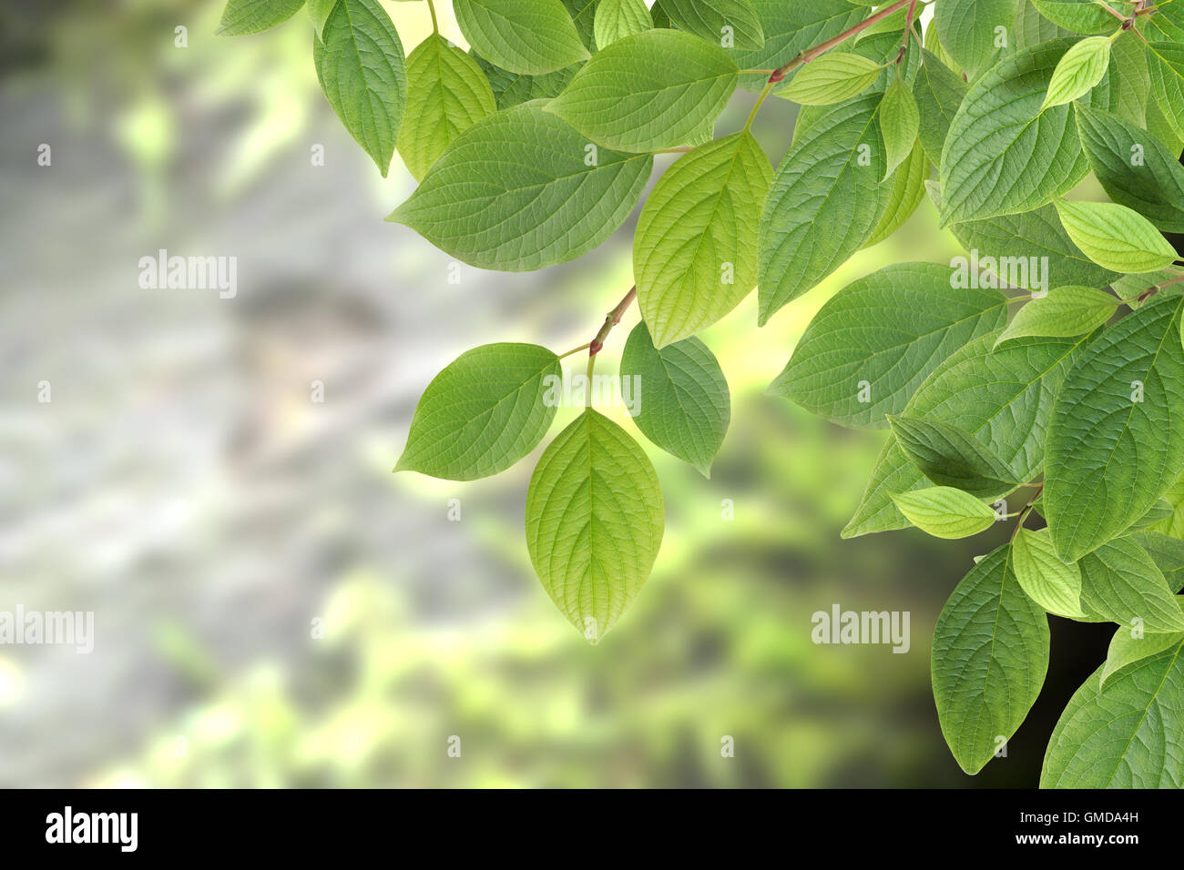 Tree leaves season forest hi-res stock photography and images - Alamy