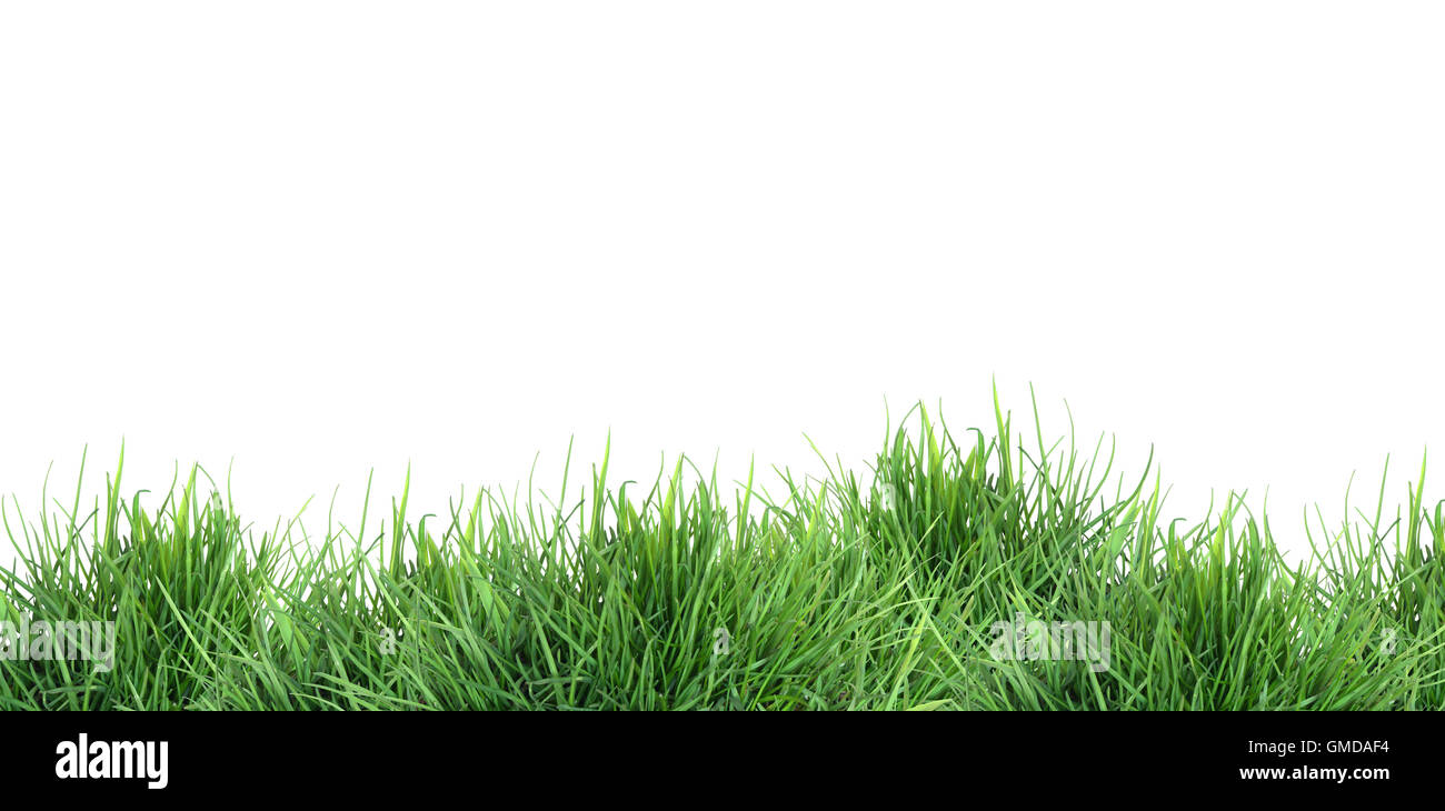 Green grass on white background hi-res stock photography and images - Alamy
