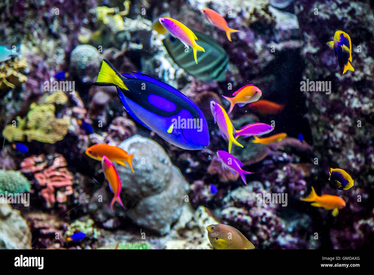 Aquarium tropical fish on a coral reef Stock Photo - Alamy