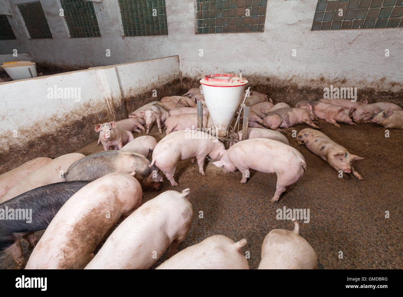 Pig farm Stock Photo