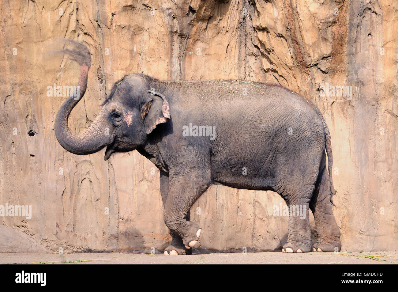 Elephant trumpet hires stock photography and images Alamy