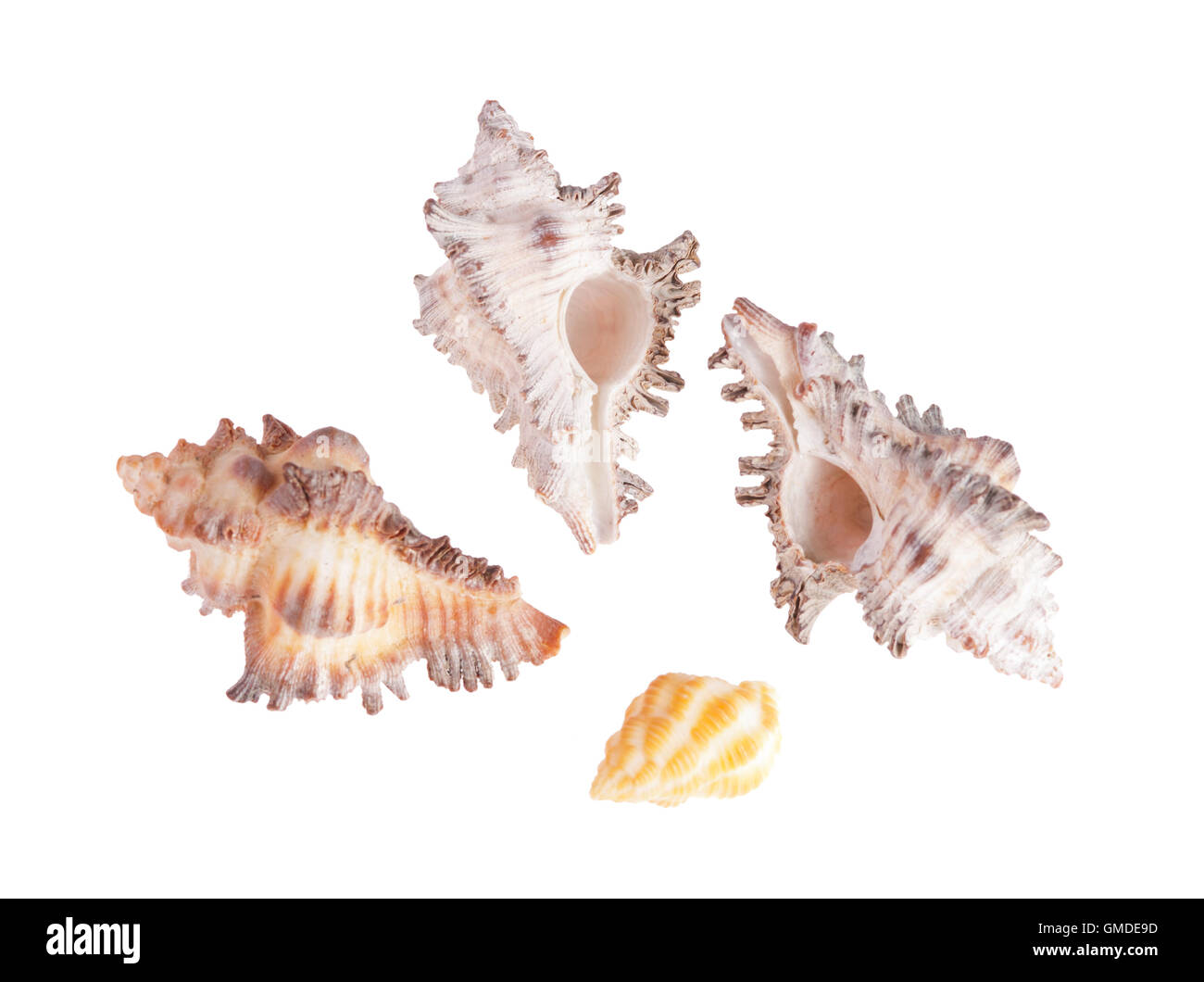 Tropical conch shells starfish Cut Out Stock Images & Pictures - Alamy
