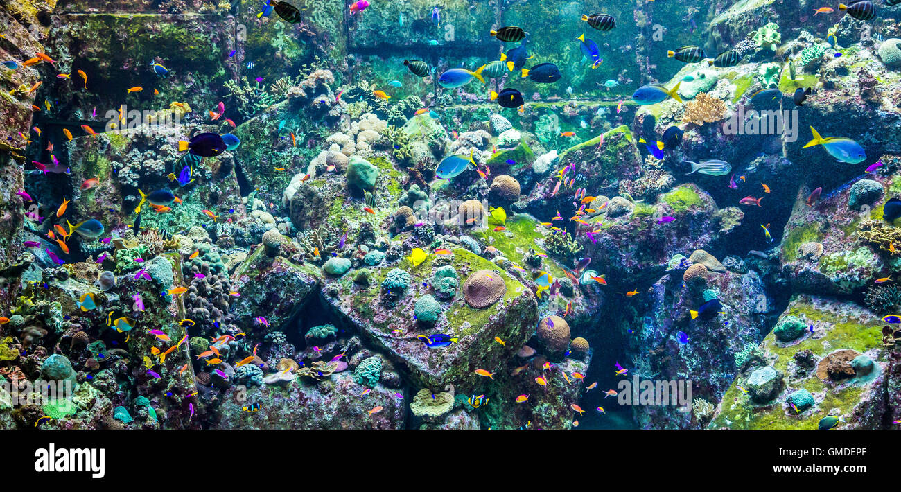 Aquarium tropical fish on a coral reef Stock Photo - Alamy