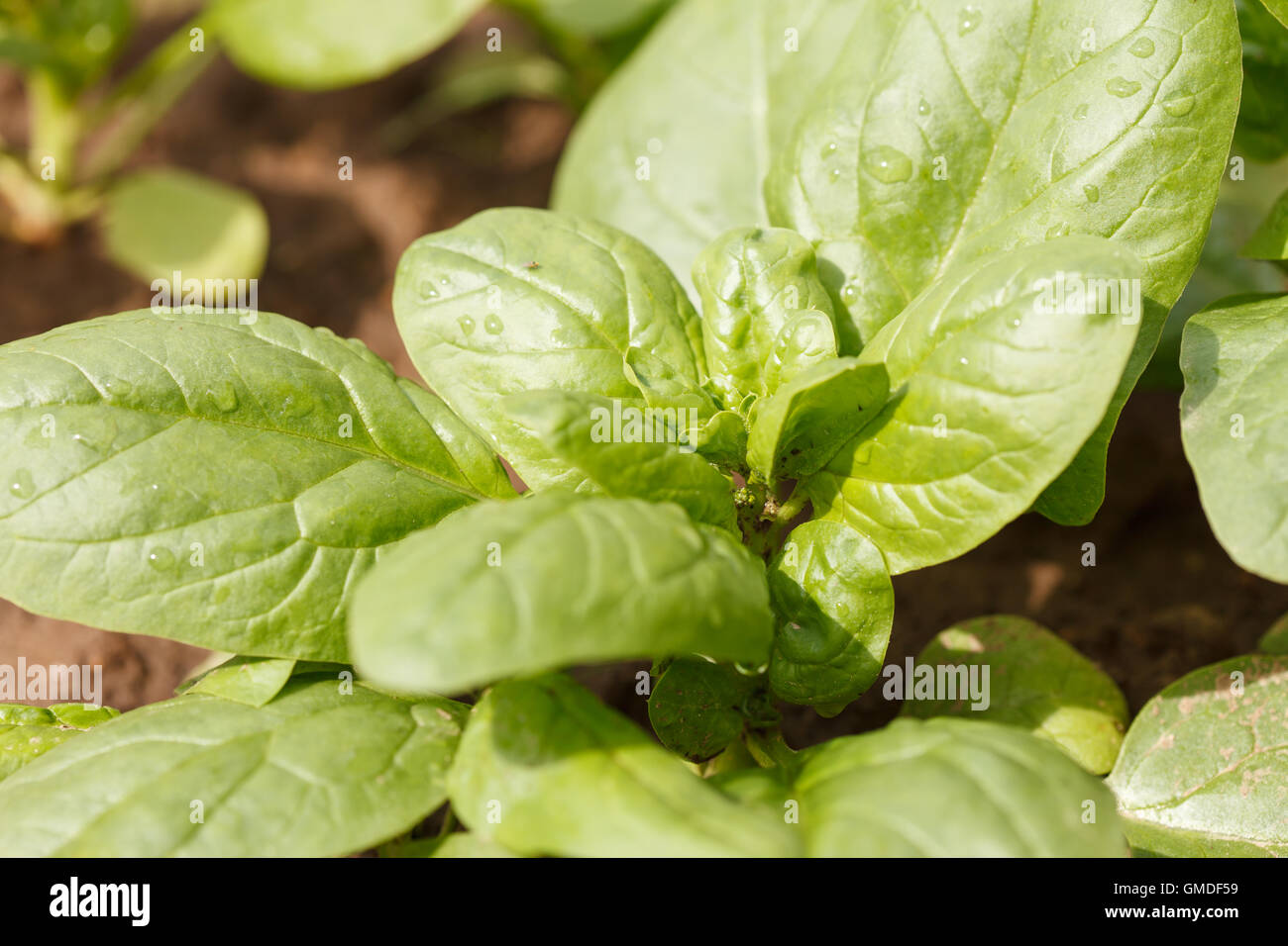 spinach growing in the garden Stock Photo Alamy