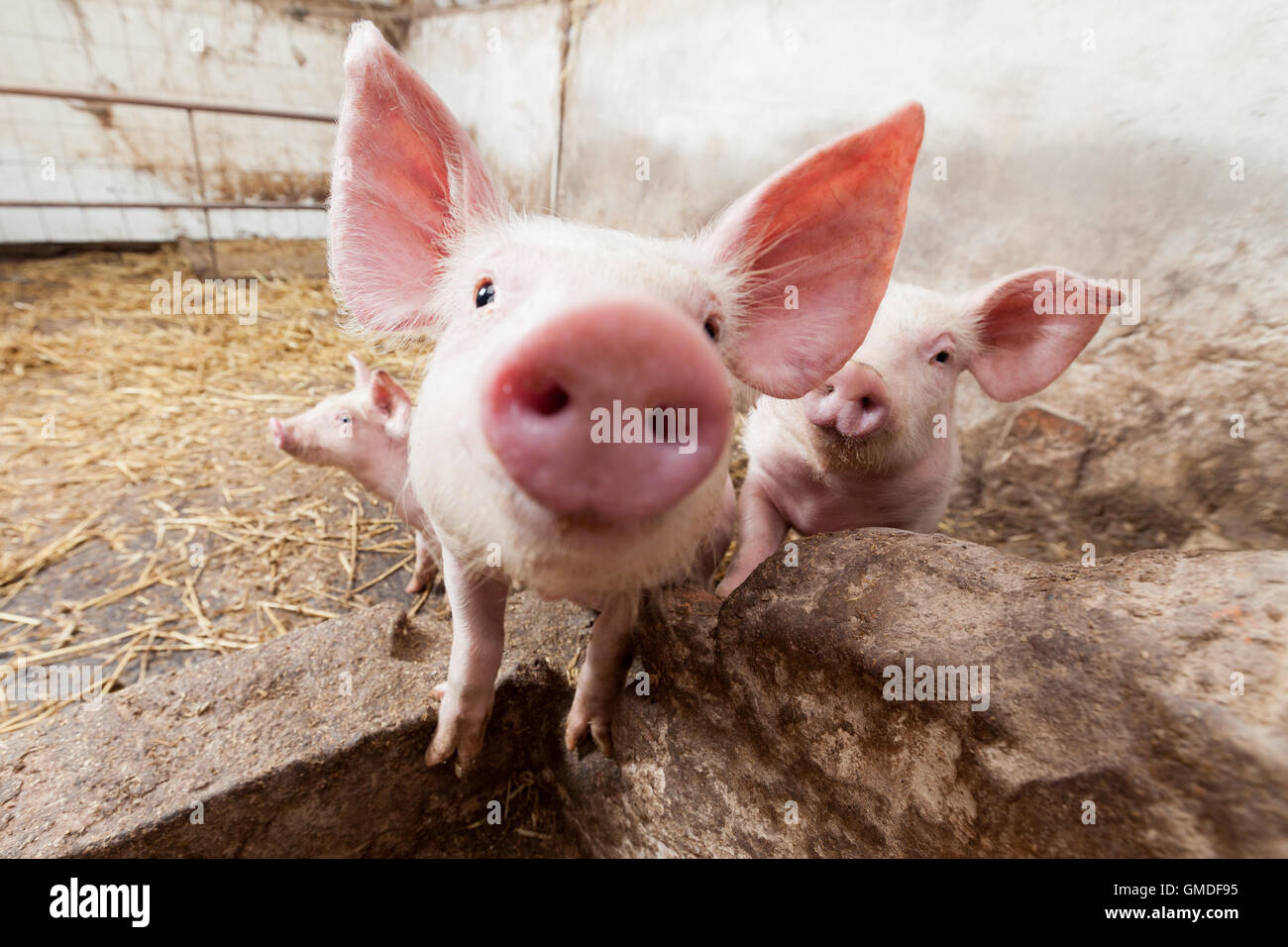 Pig farm Stock Photo