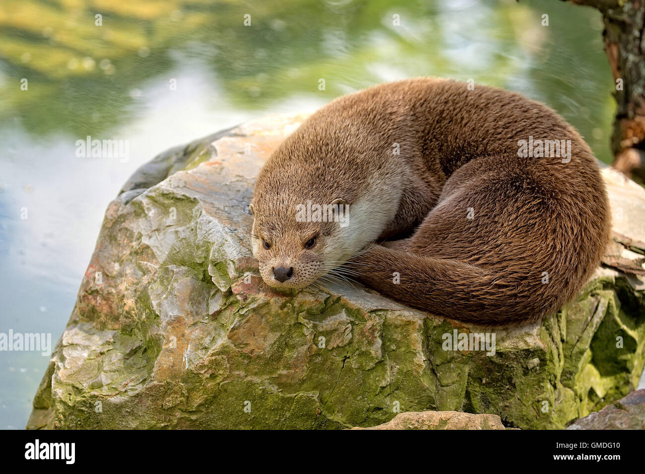 Weasel resting in the wild Stock Photo