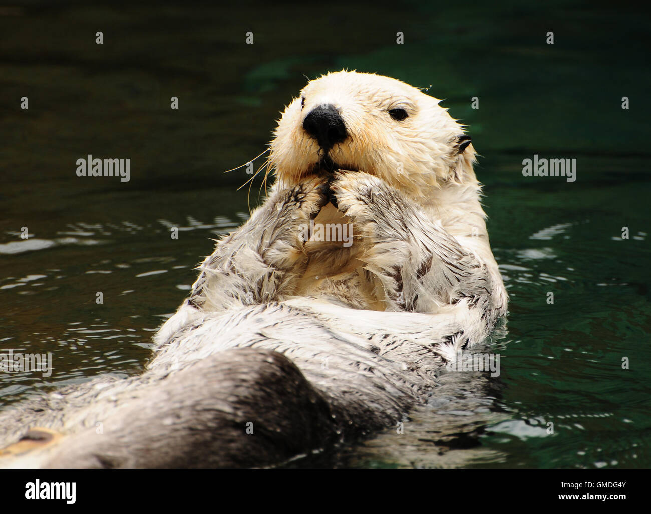 Arctic white otter Stock Photo Alamy