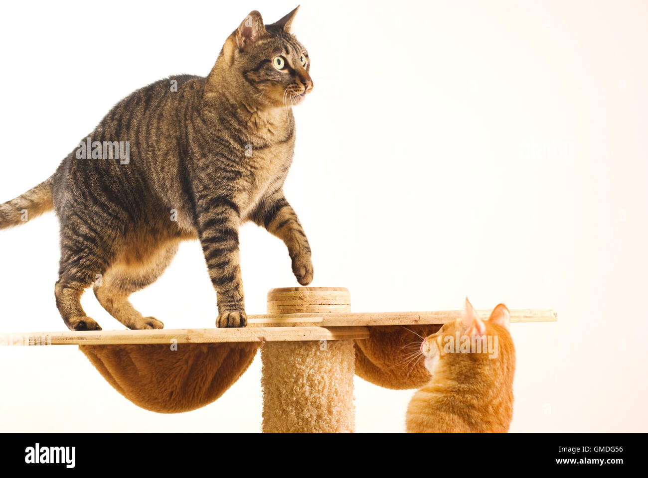 Two cats play together Stock Photo Alamy