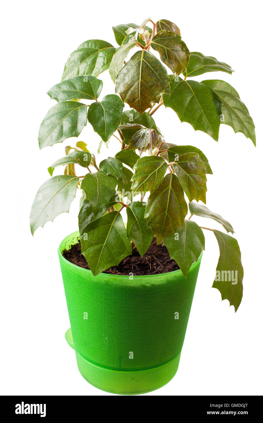 houseplant a cissus rhombifolia Stock Photo