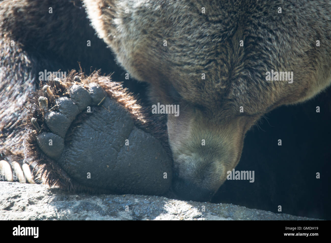 A grizzly bear sits down to examine his feet Stock Photo