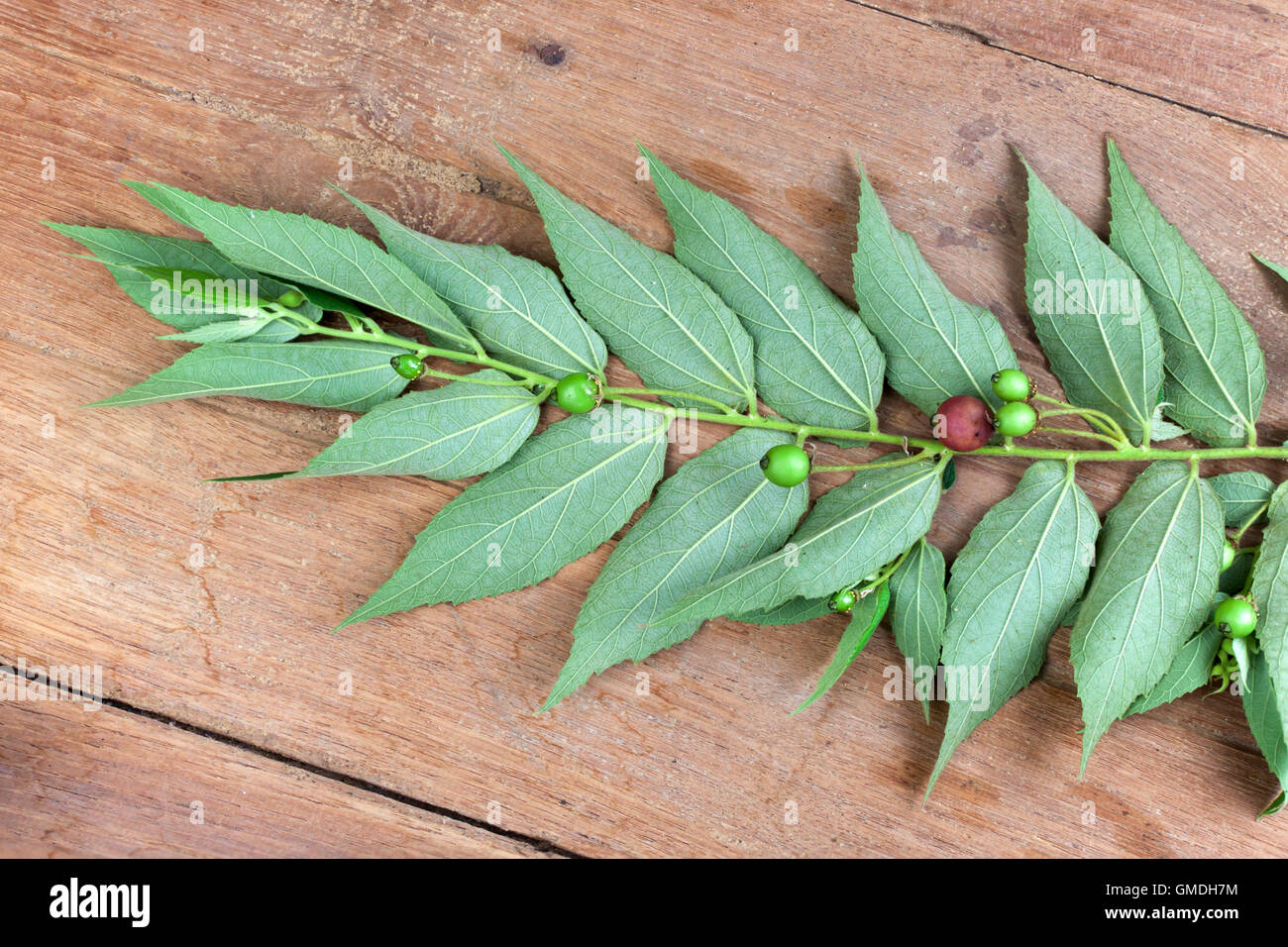 Muntingia calabura. Asian cherry fruit Flacourtiaceae. Thai berry fruit