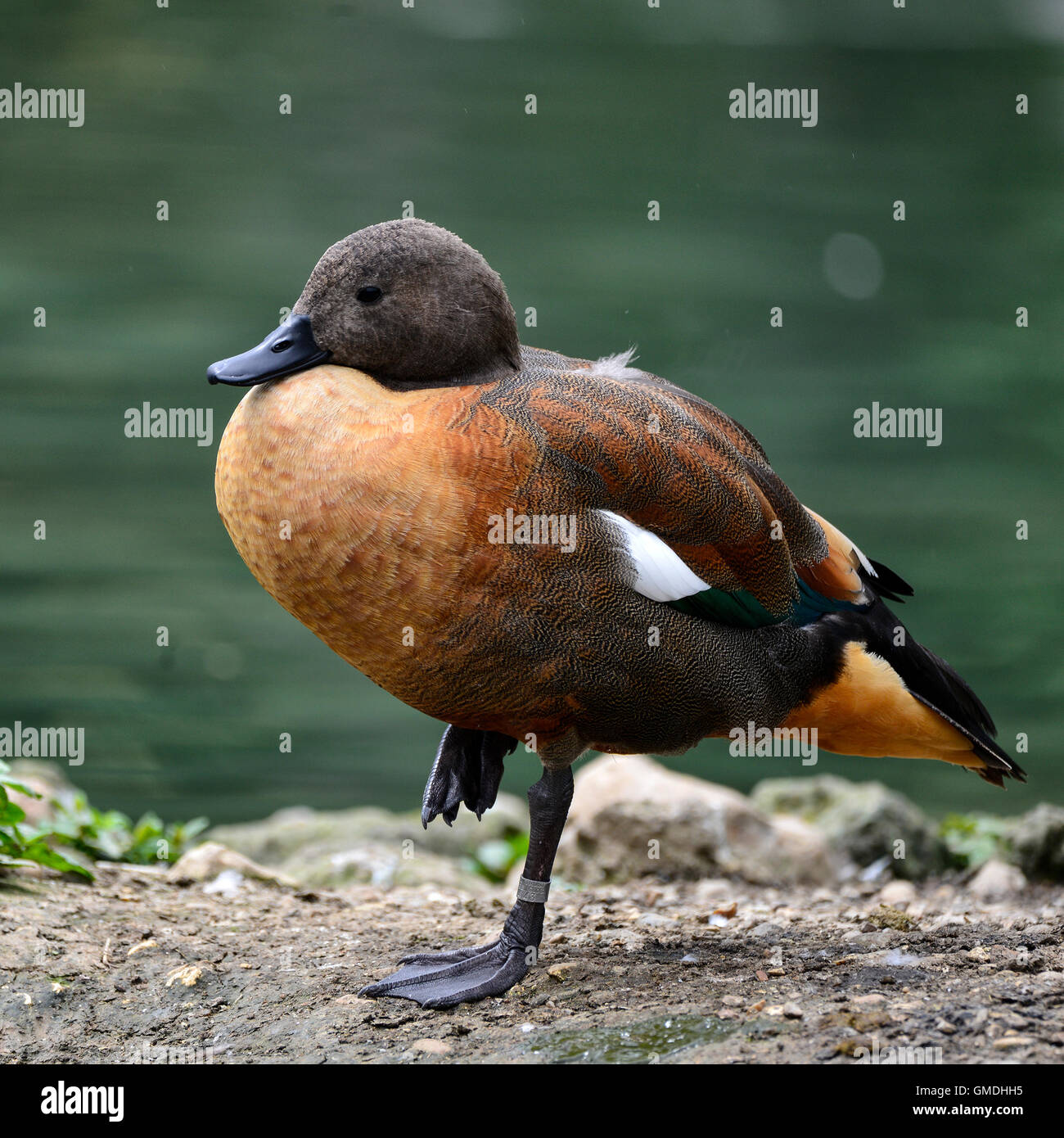 Beautiful portrait of South African Shelduck in pond landscape Stock Photo