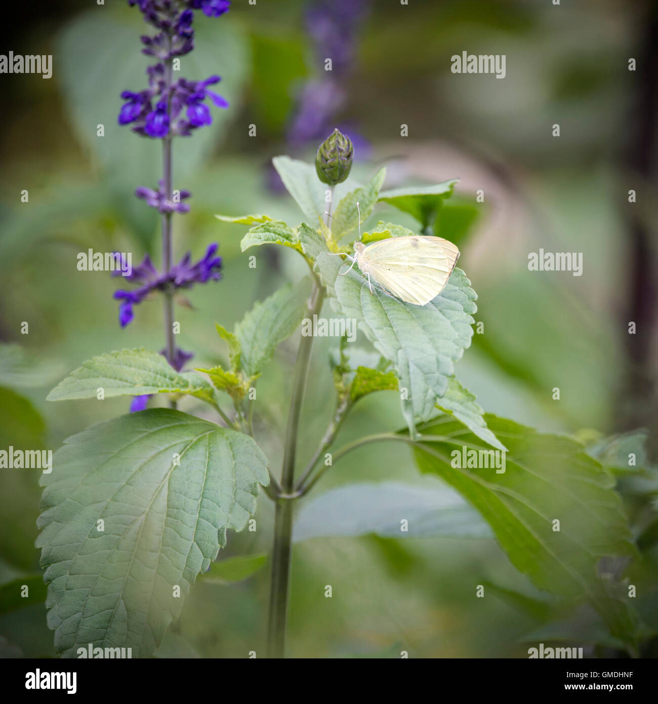 Cabbage white butterfly landed on vibrant flower on Summer day Stock