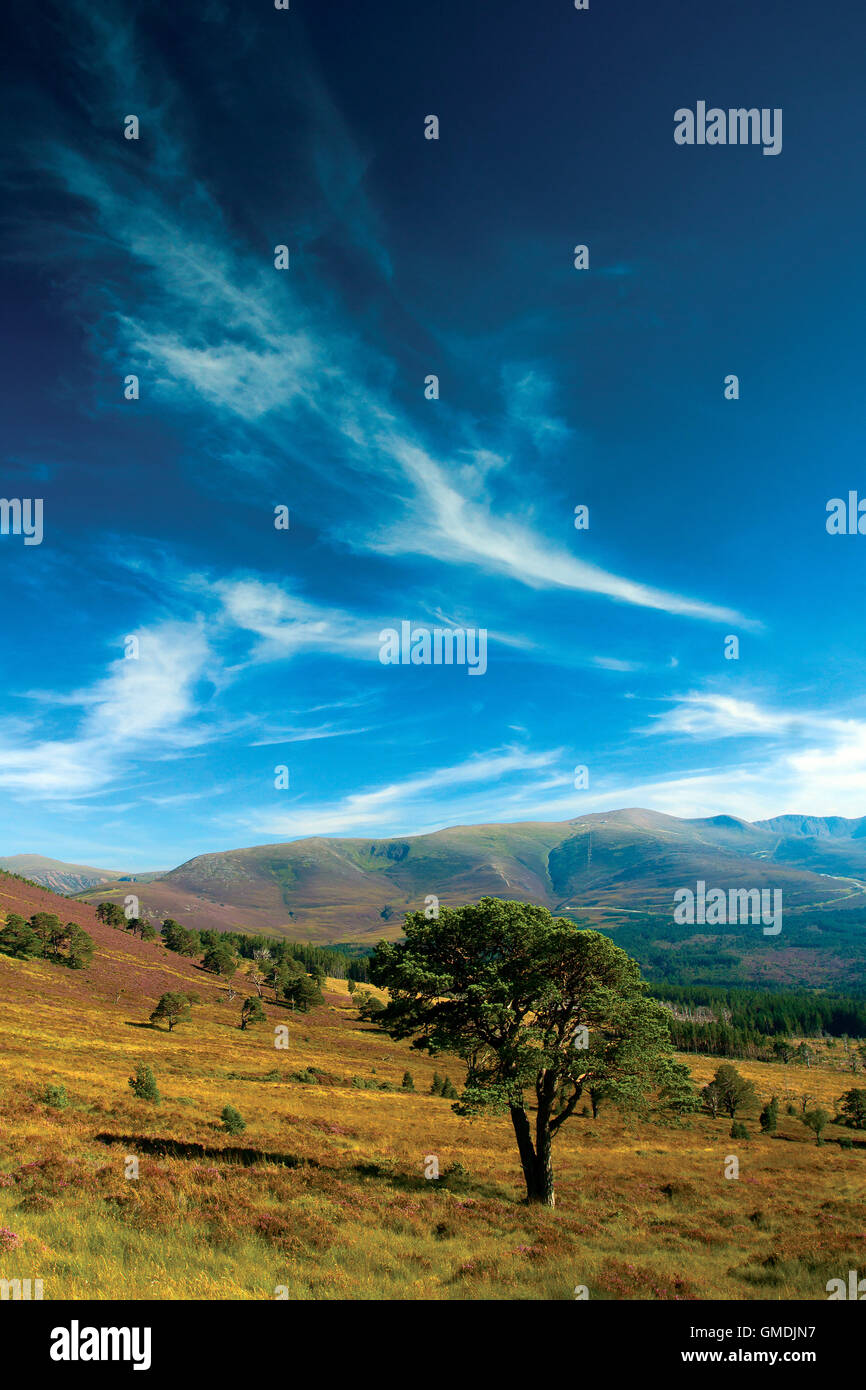 Cairn Gorm and the Northern Corries from Glenmore Forest, Aviemore, Cairngorm National Park, Highland Stock Photo