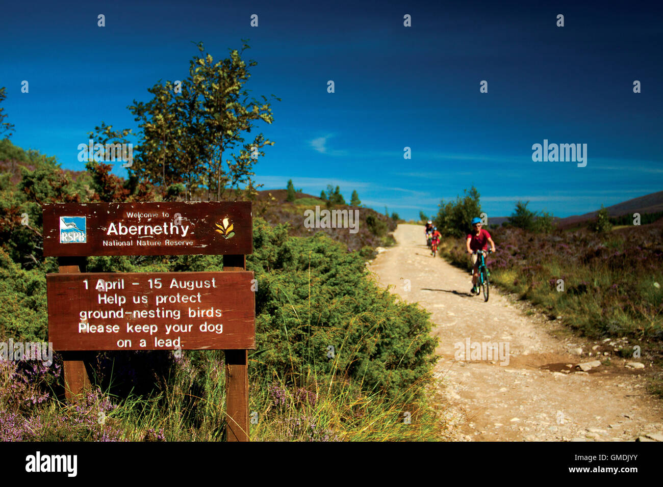 National Nature Reserve, Glen More, Aviemore, Cairngorm