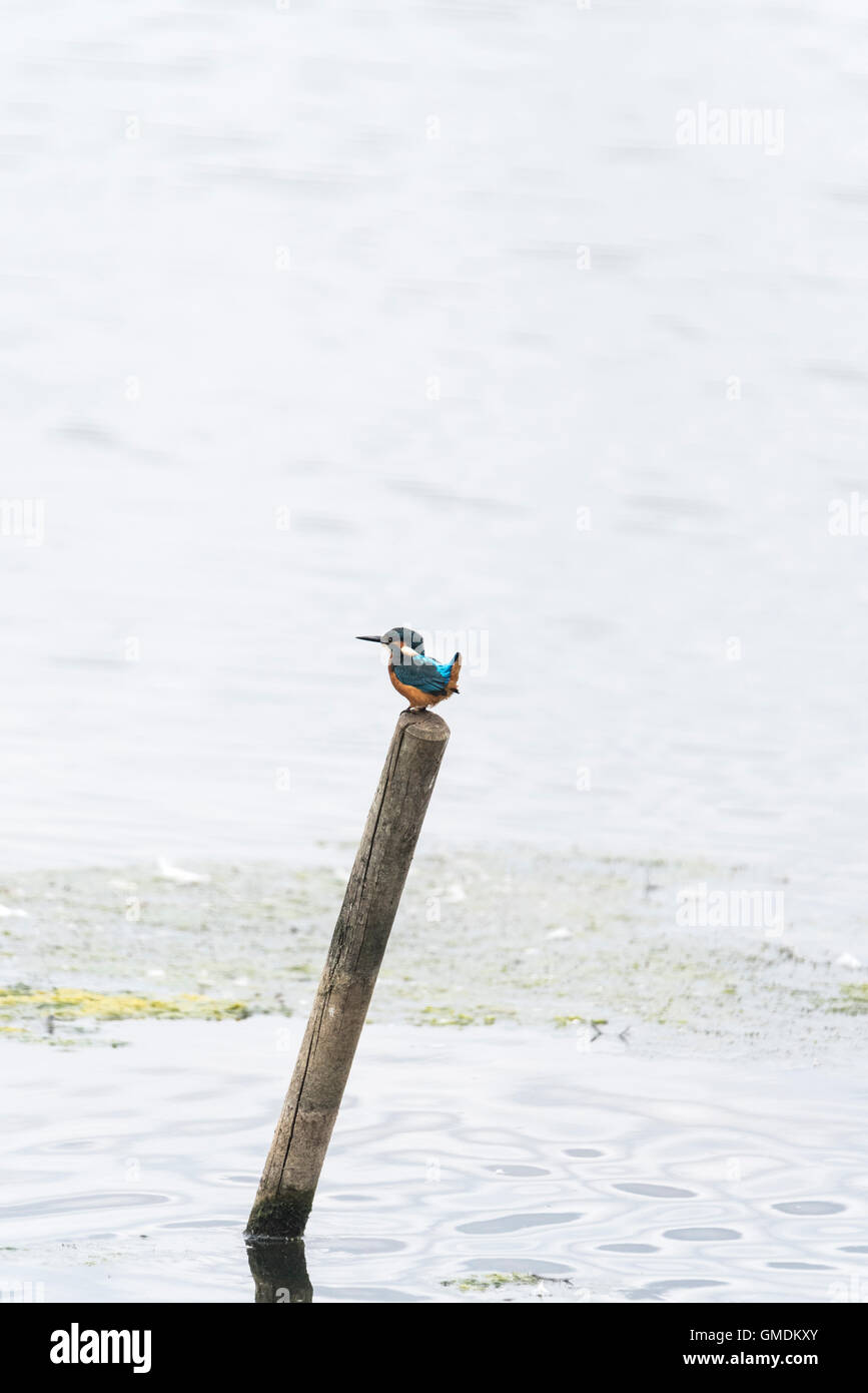 A perched Kingfisher with tail raised Stock Photo