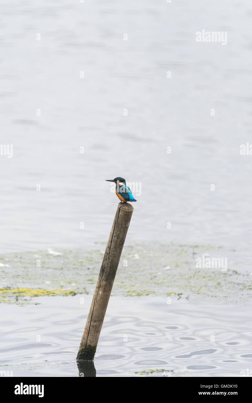 A perched Kingfisher Stock Photo