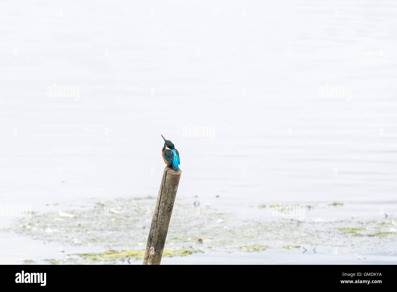 A perched Kingfisher looking around Stock Photo
