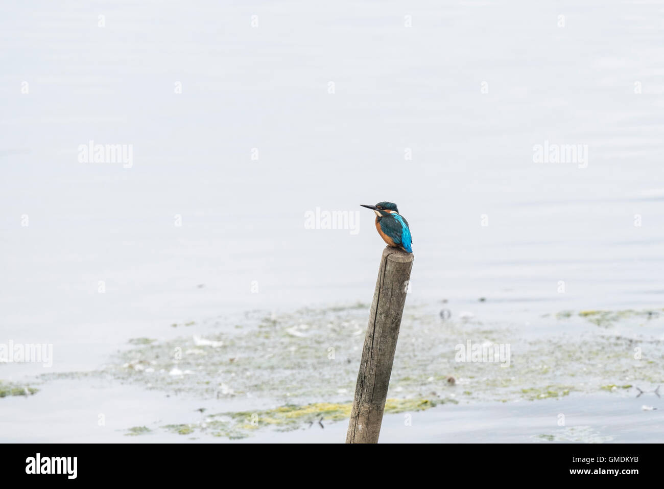 A perched Kingfisher Stock Photo
